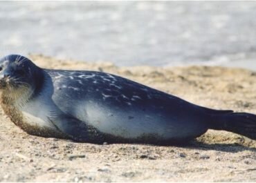 Специалисты проверяют информацию о найденных в Дагестане погибших нерпах